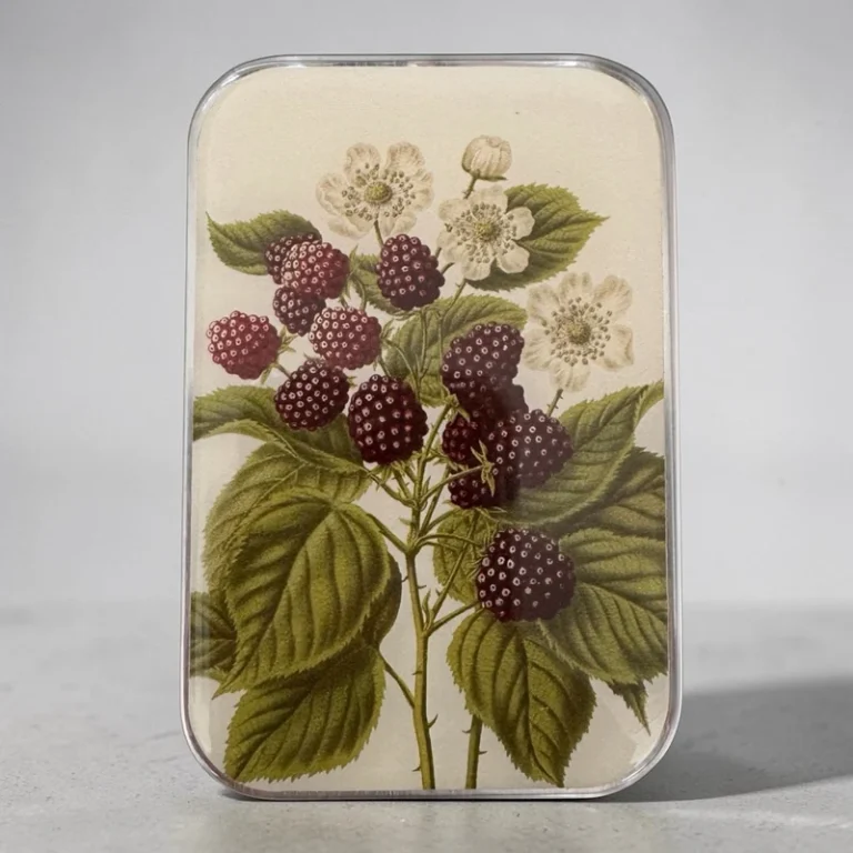 Wild Blackberry Notions Tin